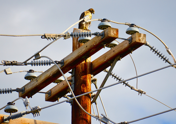 Птицы: угроза или угроза из-за линий?